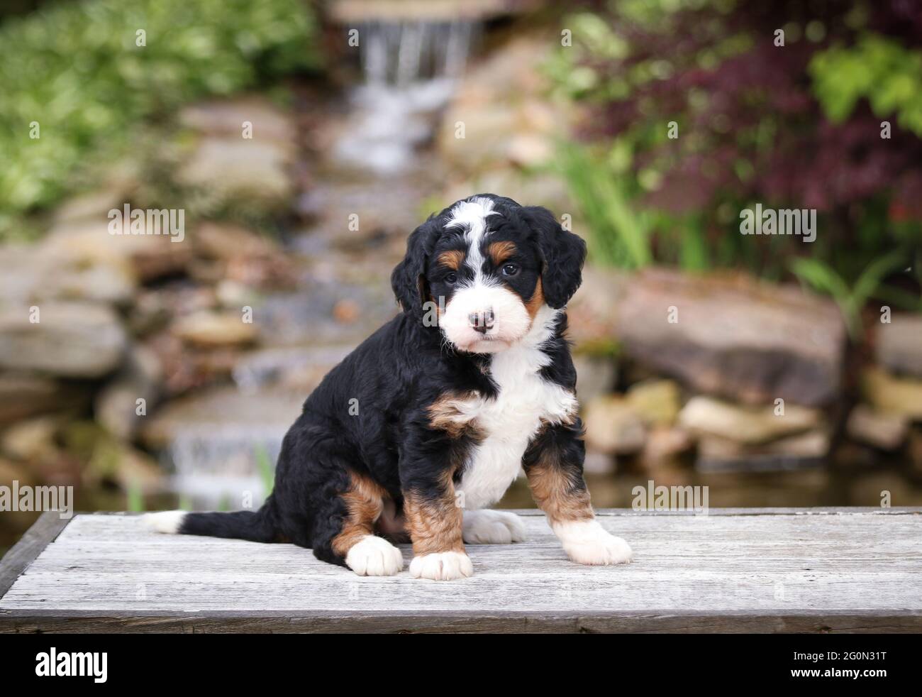 Mini Bernedoodle tricolore, le chiot est assis sur un appareil photo placé sur la paillasse Banque D'Images