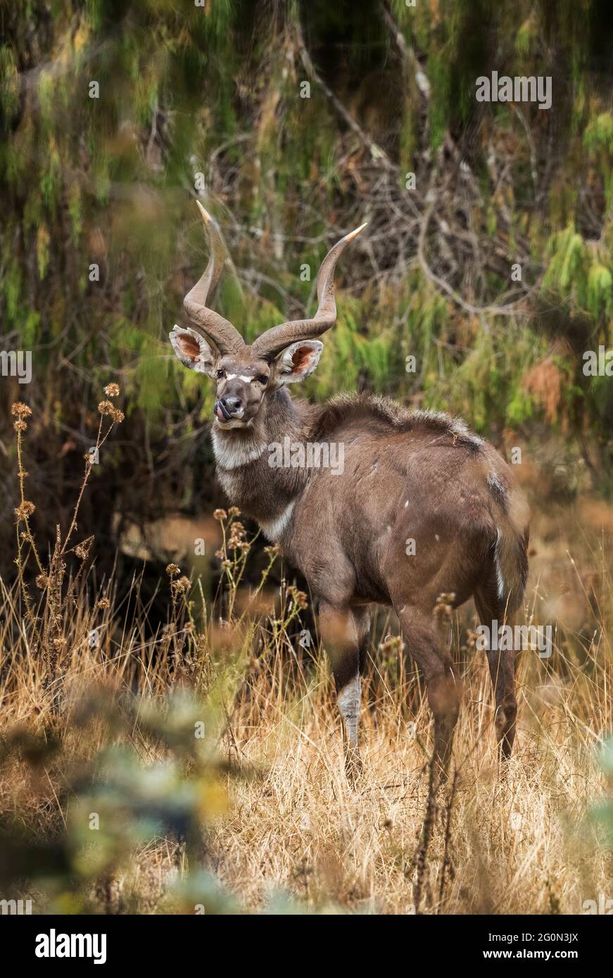 Montagne Nyala - Tragelaphus buxtoni, magnifique grand antilope endémique dans les montagnes de Bale, en Éthiopie. Banque D'Images