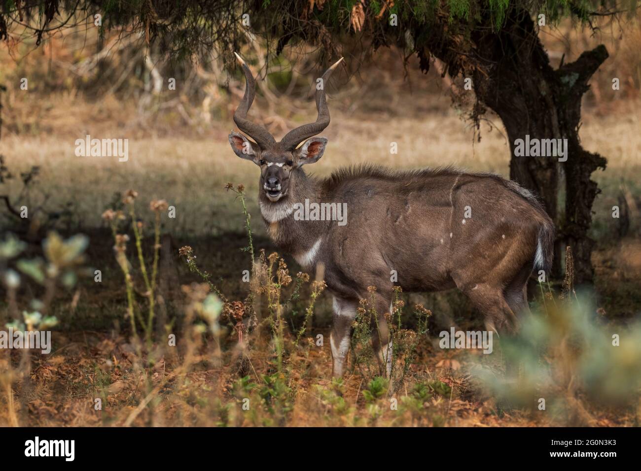 Montagne Nyala - Tragelaphus buxtoni, magnifique grand antilope endémique dans les montagnes de Bale, en Éthiopie. Banque D'Images