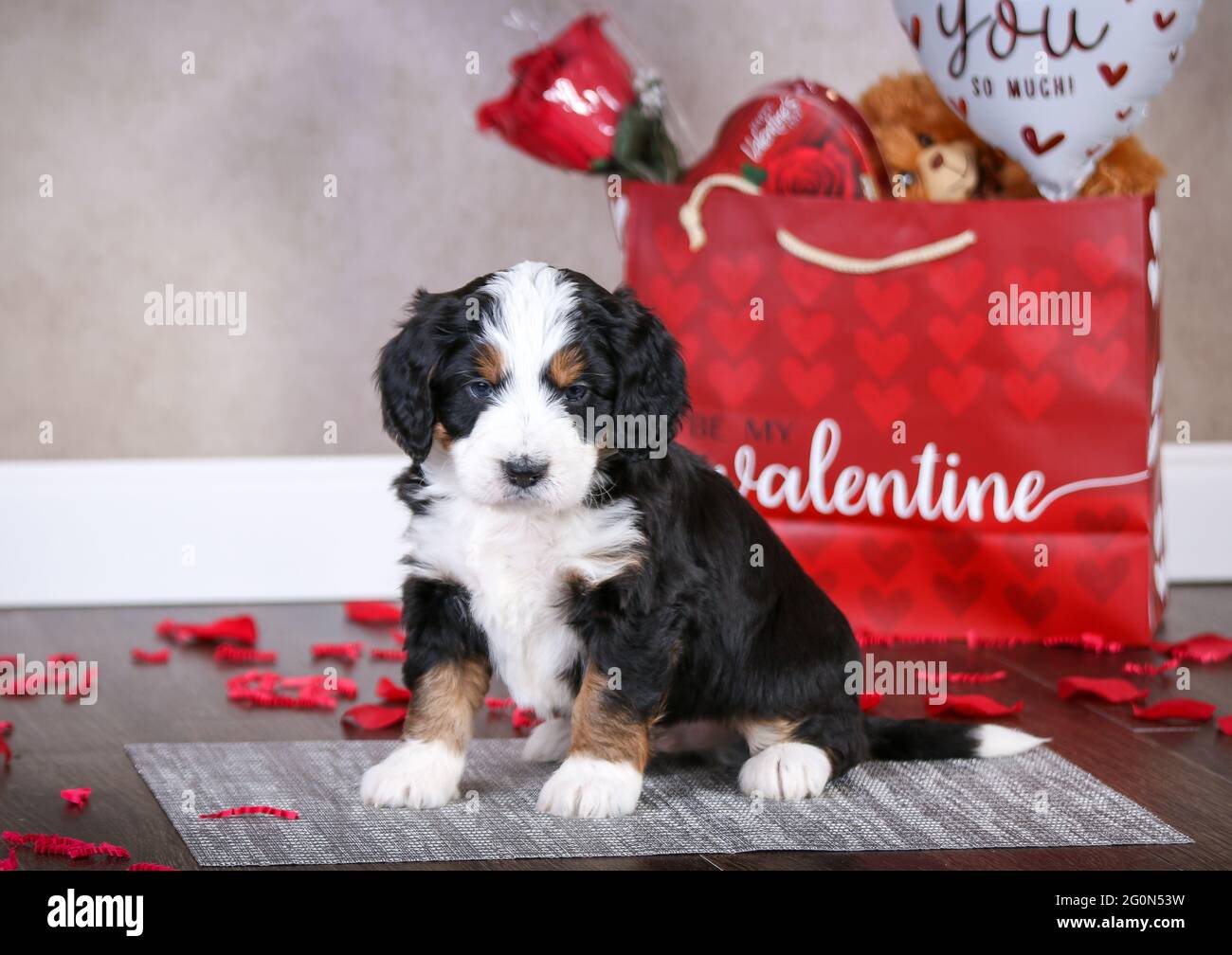 5 semaines F1 Mini Bernedoodle chiot assis sur le sol devant un sac de Valentines avec des pédales roses, chiot regardant l'appareil photo Banque D'Images