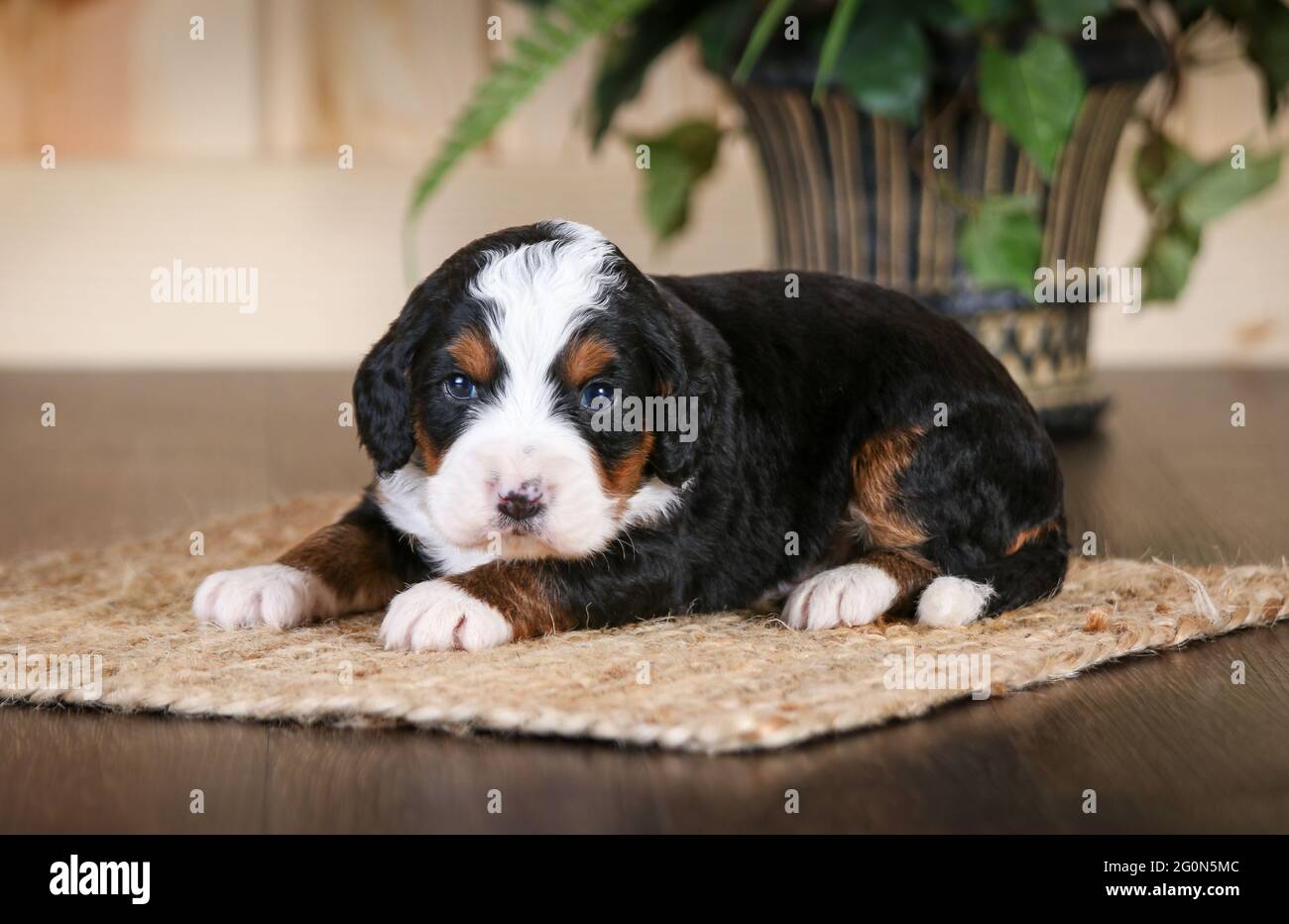 3 semaine F1 Mini Bernedoodle chiot couché regardant la caméra Banque D'Images