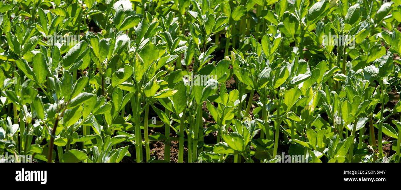 Un gros plan panoramique de jeunes plants de haricots larges Banque D'Images