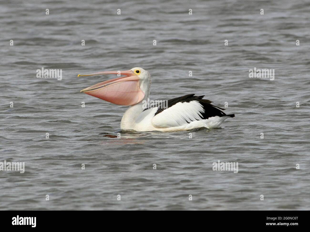 Australien Pelican (Pelecanus oscillatus) adulte nageant avec la facture ouverte et la poche gonflée après avoir avalé dans le sud-est du Queensland, en Australie Banque D'Images