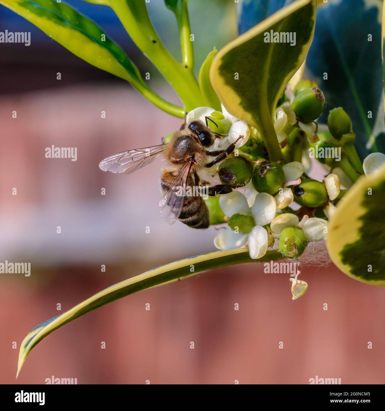Abeille (abeille ouvrière) sur des fleurs de houx variégées (Ilex aquafolium «argentea marginata») en juin, au Royaume-Uni Banque D'Images