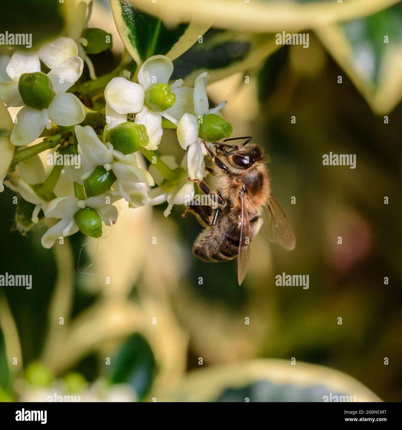 Abeille (abeille ouvrière) sur des fleurs de houx variégées (Ilex aquafolium «argentea marginata») en juin, au Royaume-Uni Banque D'Images