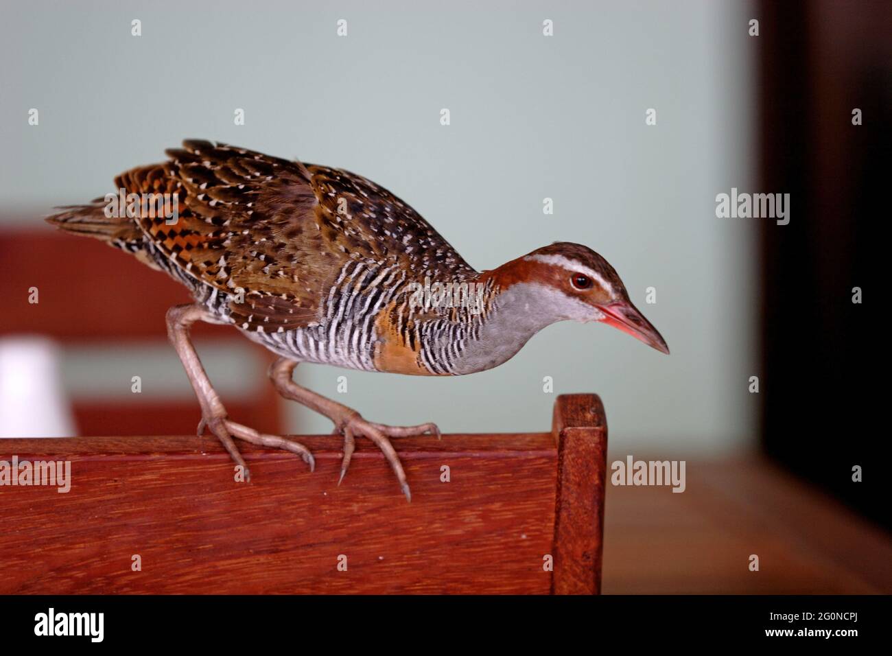 Rail à baffles (Hypotaenidia philippensis mellori) adulte perché à l'arrière de la chaise lors d'une visite du restaurant Lady Eliot Island, Queensland, Australie Banque D'Images