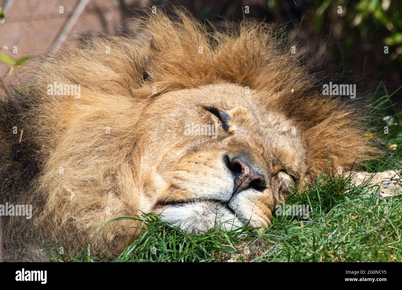 juste reposer mes yeux, pas dormir Banque D'Images