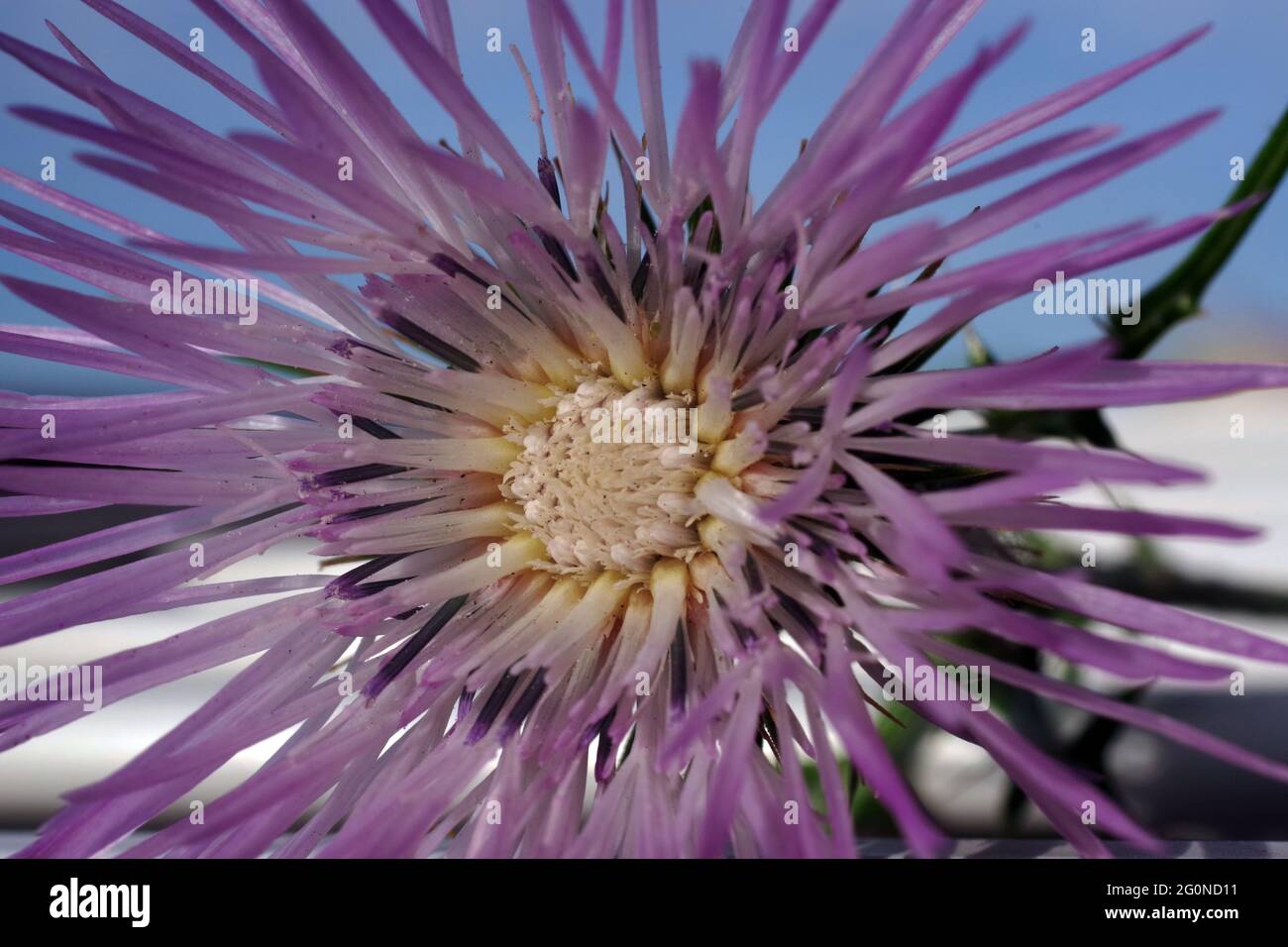 Galactites tomentosa floraison dans la nature gros plan Banque D'Images