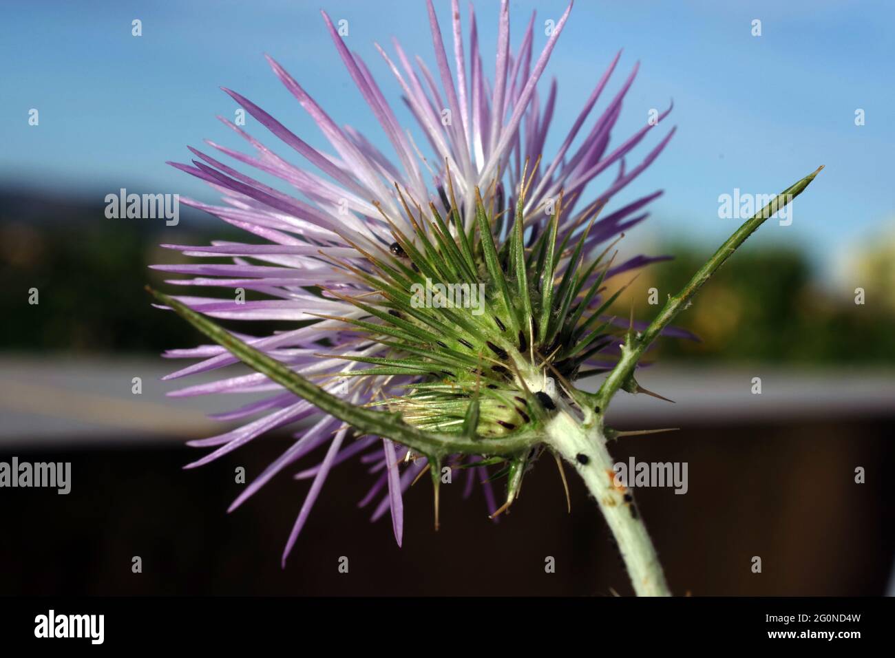 Galactites tomentosa floraison dans la nature gros plan Banque D'Images