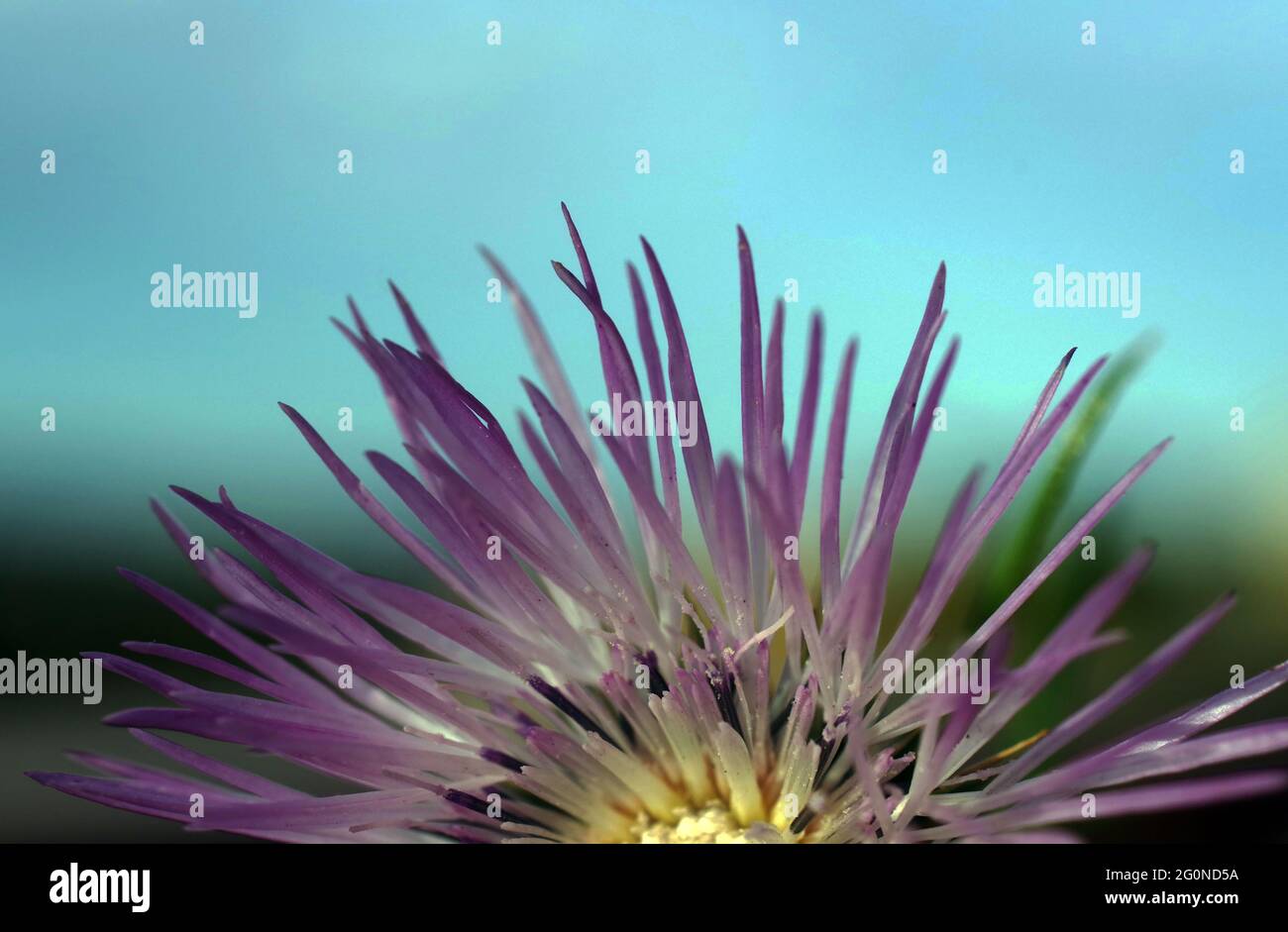 Galactites tomentosa floraison dans la nature gros plan Banque D'Images