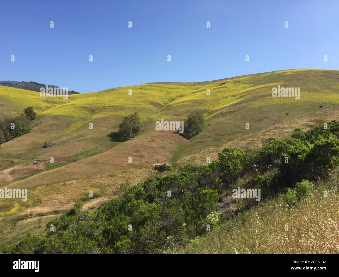 collines vallonnées pâturage avec moutarde verticale Banque D'Images