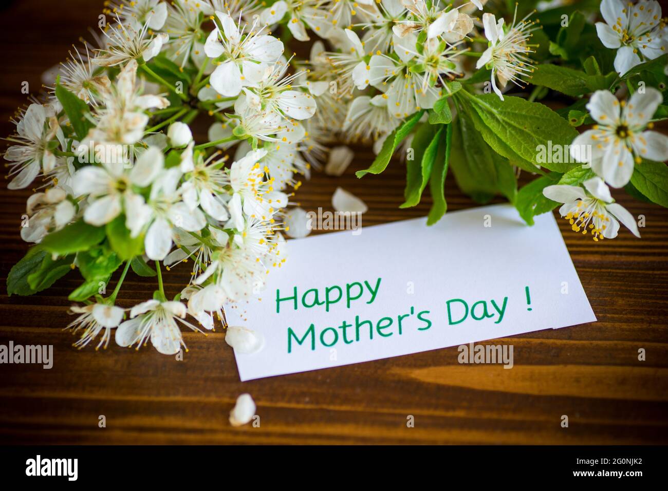 carte de voeux pour mère et branche de printemps en fleurs Photo Stock -  Alamy
