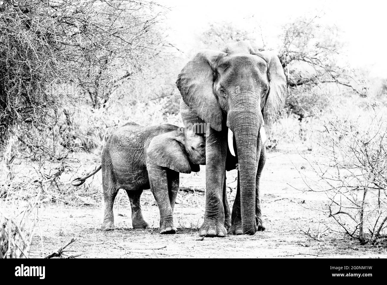 Bébé éléphant sucer de sa mère. Banque D'Images