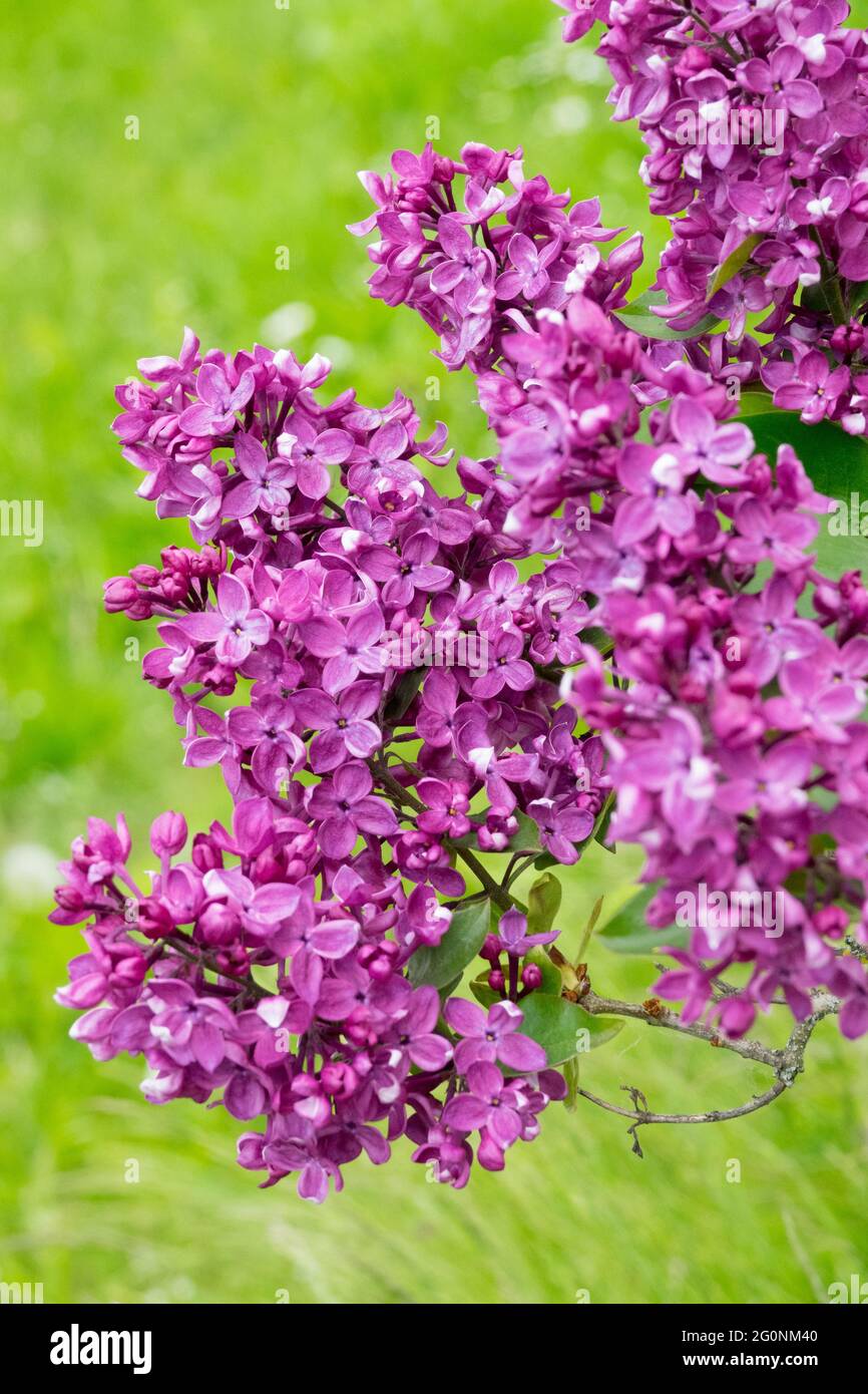 Violet Lilas syringa Blossoms fleurs fleurs florales de printemps Syringa vulgaris Beauté saison Banque D'Images