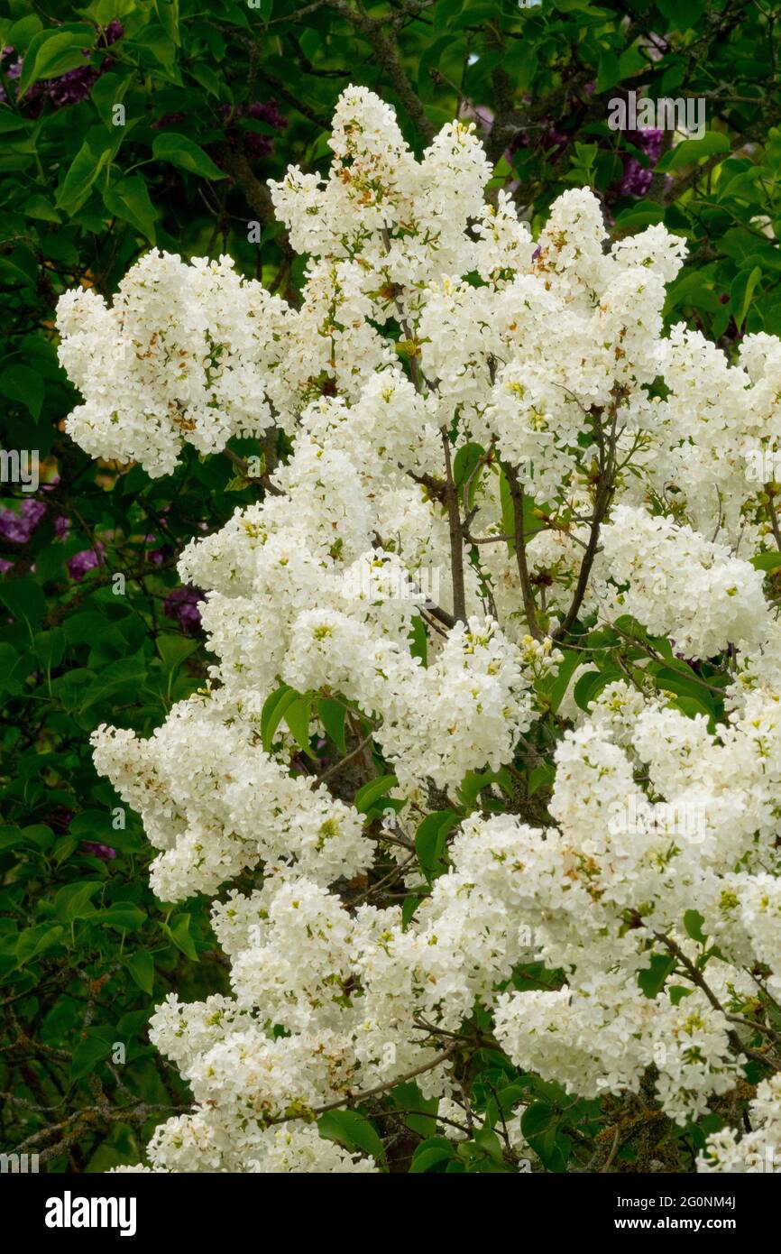 Syringa vulgaris Königin Luise blanc lilas français fleur lilas printemps Syringa arbuste aux fleurs parfumées Banque D'Images