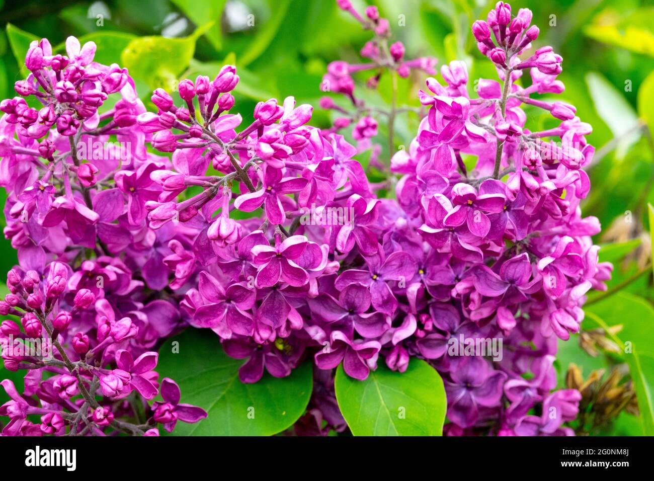 Syringa vulgaris Kardynal Spring Syringa Lilas Floraison Blossoms Syringa vulgaris arbuste à fleurs de Bushy Banque D'Images