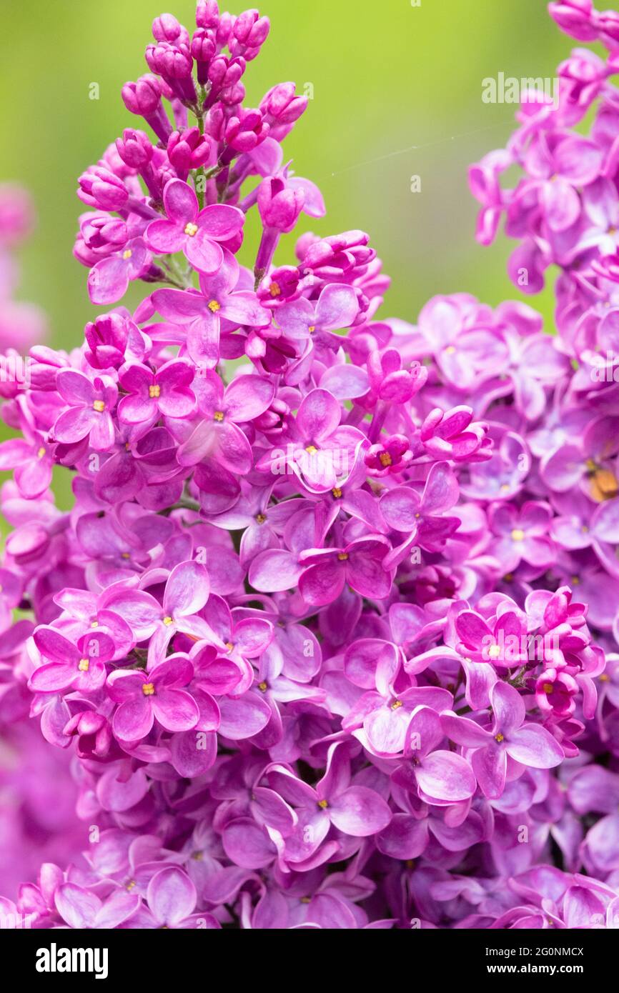 Syringa vulgaris Znamya Lenina Violet Violet Syringa Lilas Floraison plantes fleurs de jardin Banque D'Images