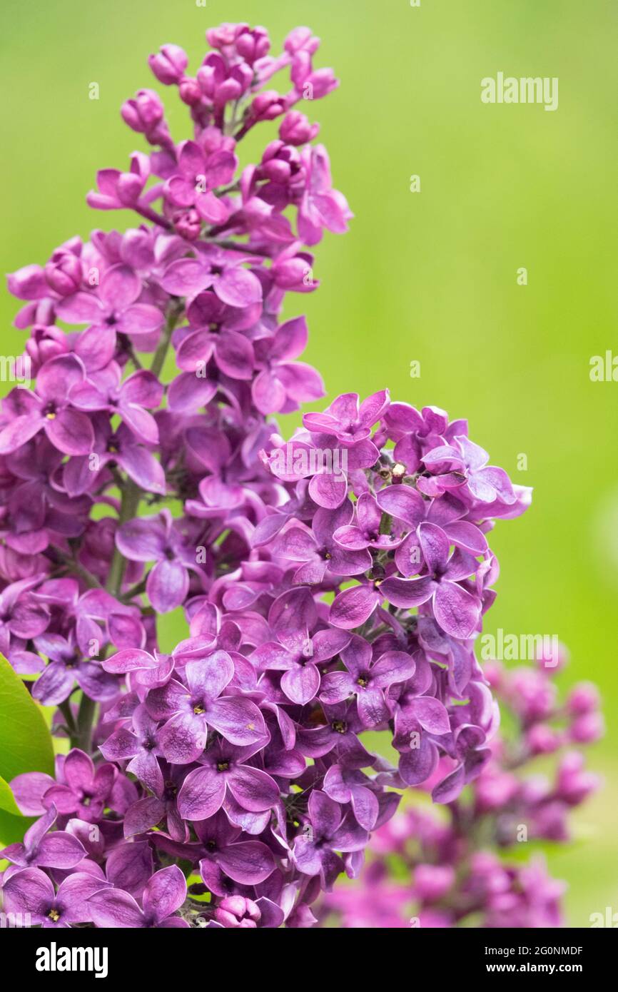 Syringa vulgaris Violet Blossoms panicules lilas français Floraison Lilas Syringa Spring Violet Banque D'Images