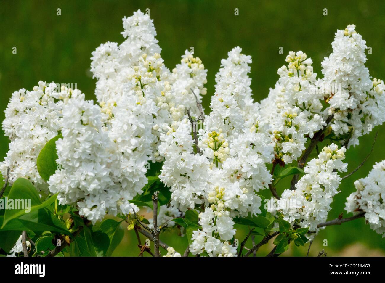 Syringa vulgaris Saint Margaret Lilac Syringa jardin à feuilles caduques parfumé Mai saison de beauté du printemps Banque D'Images