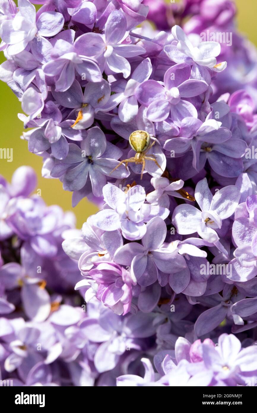 Printemps Syringa Lilas fleurs bleu clair fleurs de jardin de lilas français Blossoms Syringa vulgaris Président Viger Banque D'Images