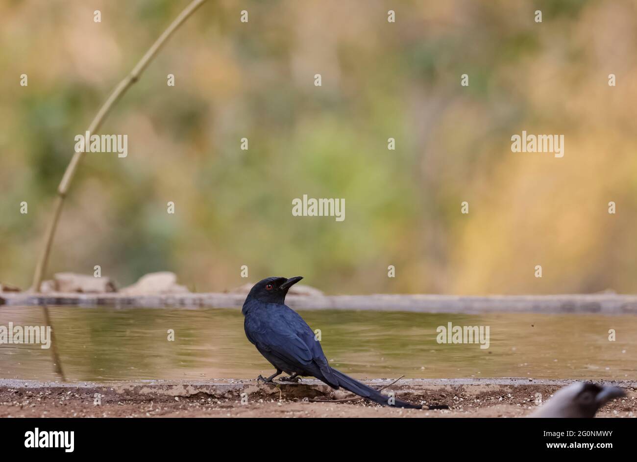 Oiseau de Drongo noir (Dicrurus macrocercus) perché près du plan d'eau dans la forêt. Banque D'Images