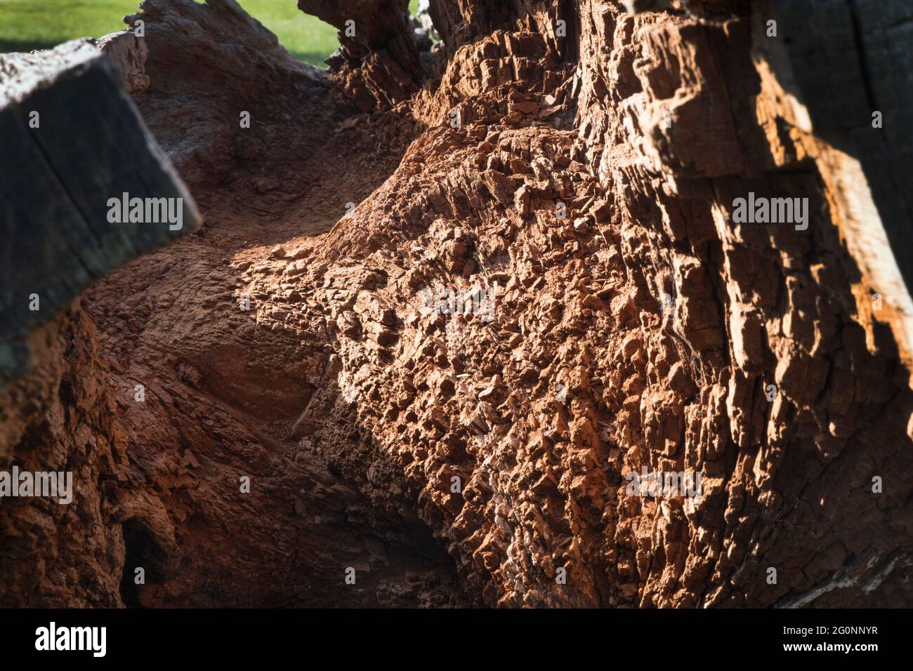 Pourriture du bois à l'intérieur d'un grand arbre tombé Banque D'Images