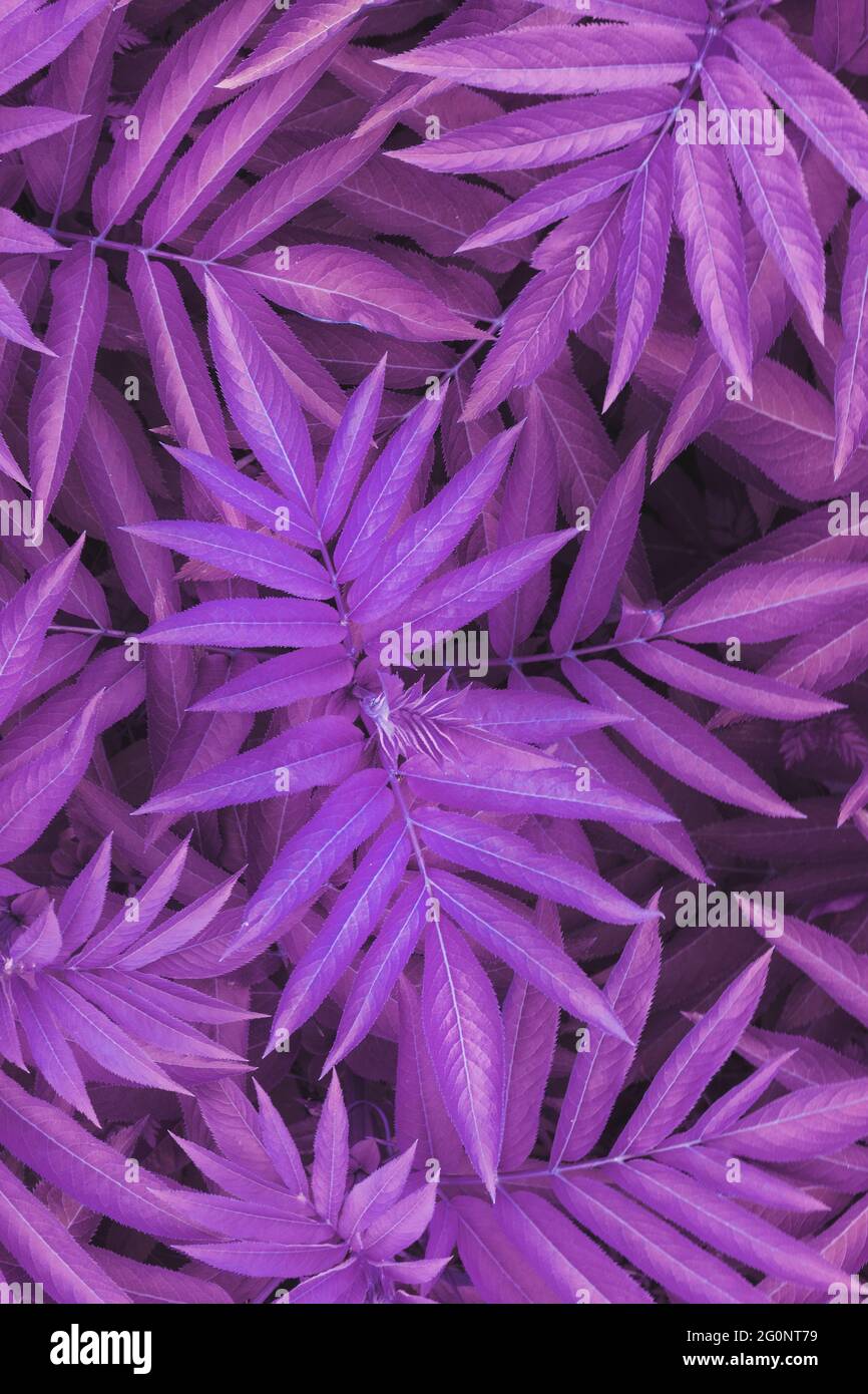 La texture des belles feuilles de plantes est teintée en bleu et violet-rose. Mise en page à plat. Comme arrière-plan Banque D'Images
