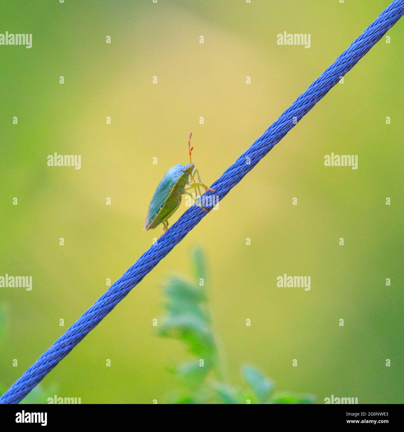 Münster, Allemagne. 2 juin 2021. Un petit sherdbug vert commun (Palomena prasina) semble pratiquer ses techniques de marche sur la corde raide sur un fil mince le long d'un lit de fleurs aux jardins botaniques de Münster aujourd'hui, profitant du beau soleil d'été. Les adultes sont vert vif avec des antennes rougeâtres en été. Credit: Imagetraceur/Alamy Live News Banque D'Images