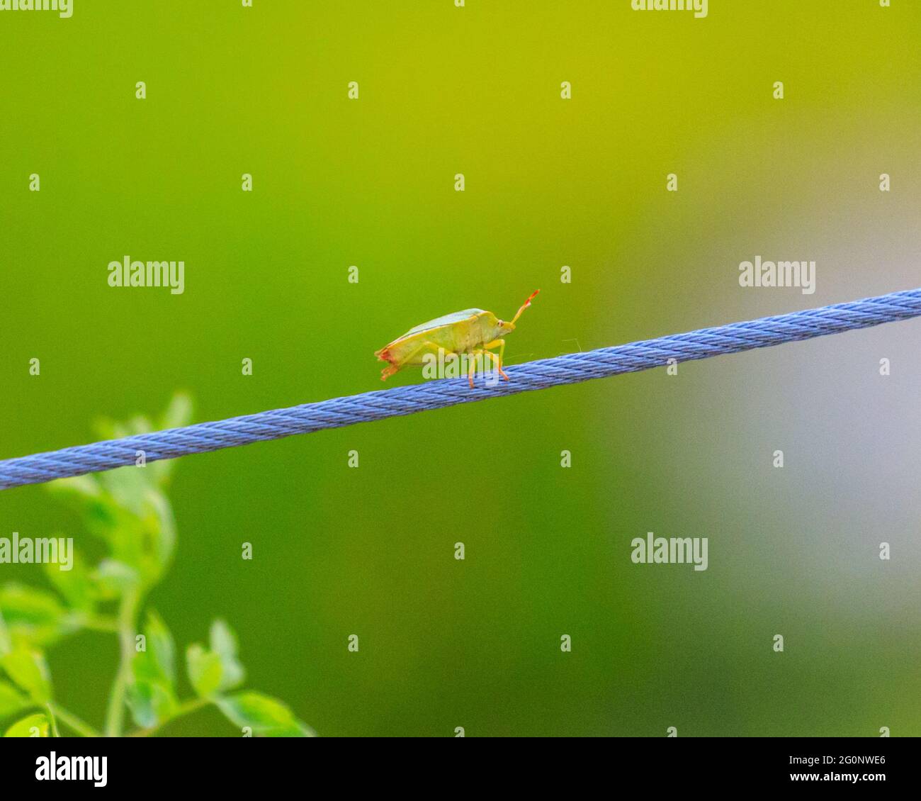 Münster, Allemagne. 2 juin 2021. Un petit sherdbug vert commun (Palomena prasina) semble pratiquer ses techniques de marche sur la corde raide sur un fil mince le long d'un lit de fleurs aux jardins botaniques de Münster aujourd'hui, profitant du beau soleil d'été. Les adultes sont vert vif avec des antennes rougeâtres en été. Credit: Imagetraceur/Alamy Live News Banque D'Images