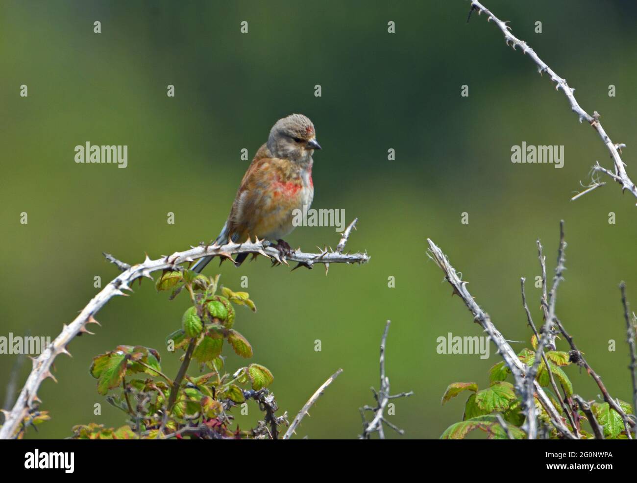 Oiseau de Redpoll perché sur des billes hors de l'arrière-plan de foyer. Banque D'Images