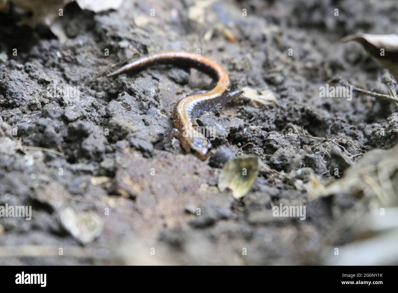 Gros plan d'un serpent sur la terre de terre Banque D'Images
