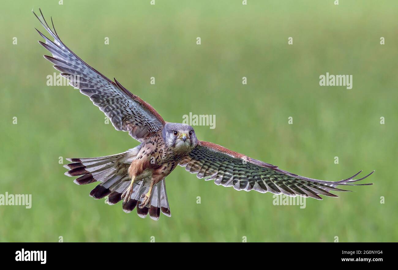 Kestrel Flying Banque D'Images