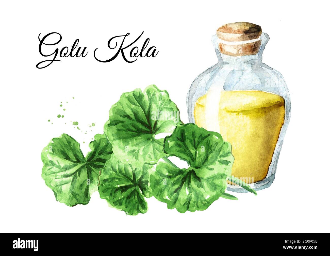 Extrait de Gotu kola, centella asiatica, phytothérapie contre le cancer. Illustration aquarelle dessinée à la main, isolée sur fond blanc Banque D'Images