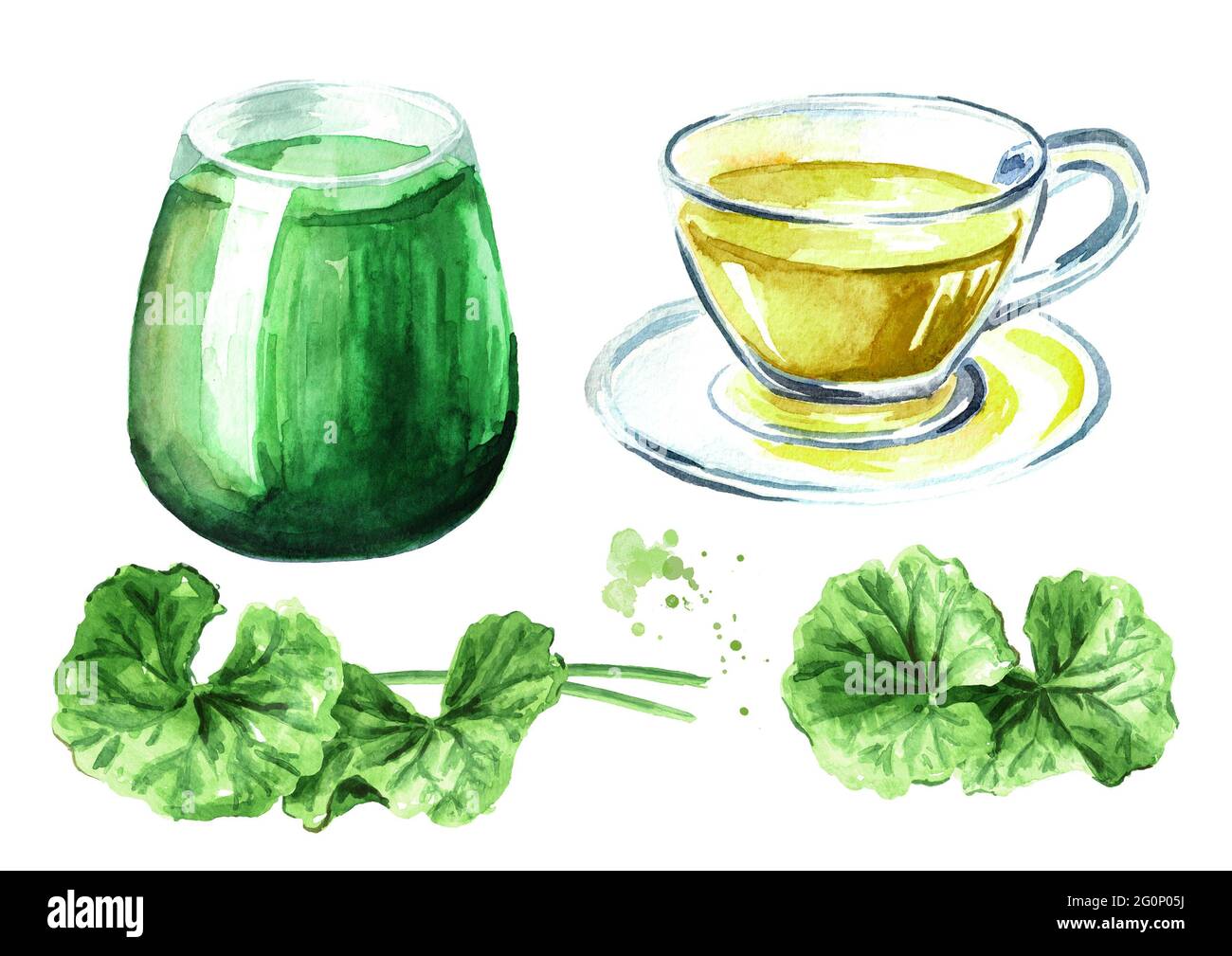 Gotu kola boisson, feuilles, thé et jus, centella asiatica, phytothérapie. Illustration aquarelle dessinée à la main, isolée sur fond blanc Banque D'Images