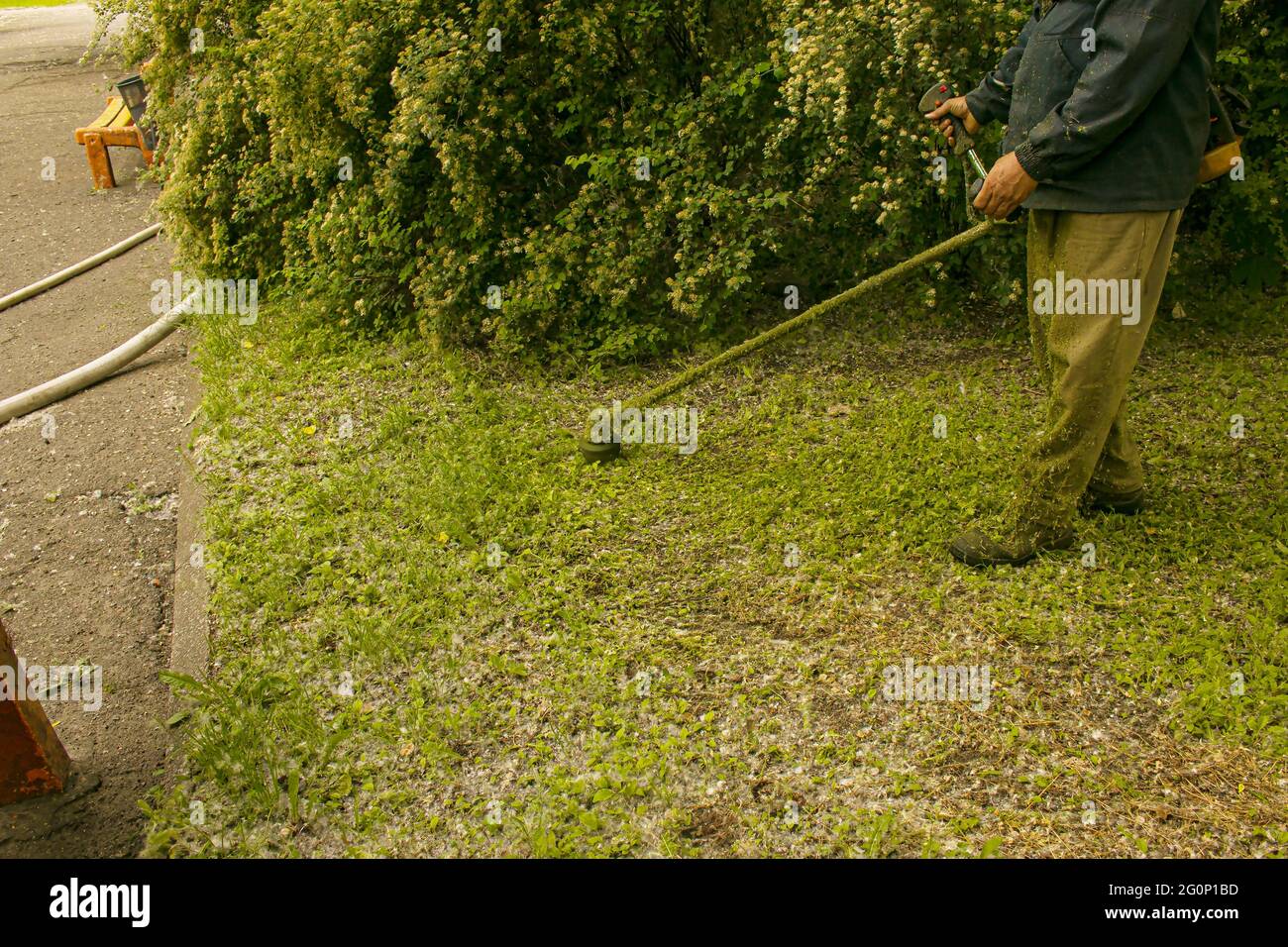 Travail d'été dans le parc. Le jardinier coupe l'herbe. Un homme utilise un coupe-herbe sans couvercle de protection. Banque D'Images