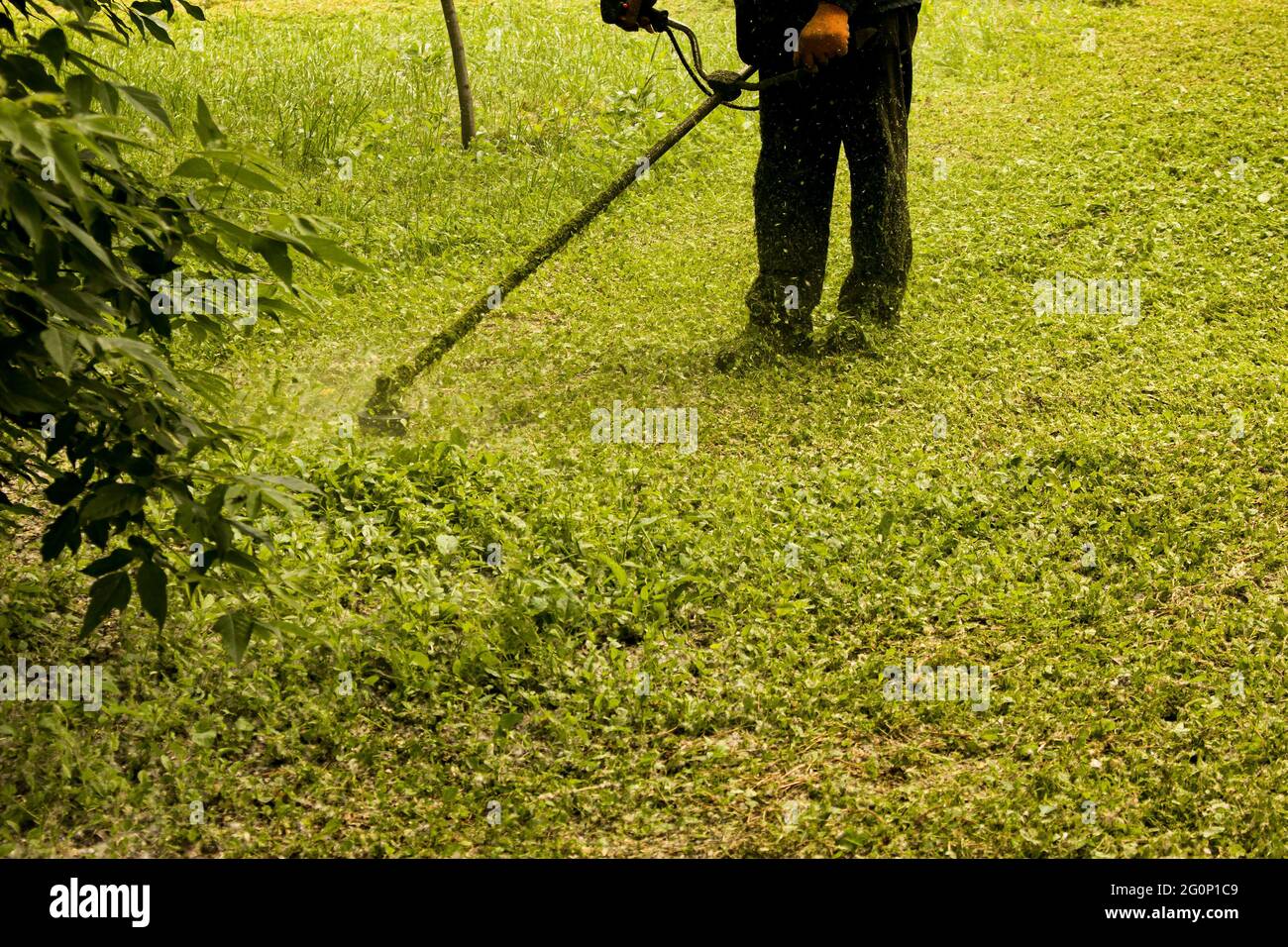 Travail d'été dans le parc. Le jardinier coupe l'herbe. Un homme utilise un coupe-herbe sans couvercle de protection. Banque D'Images
