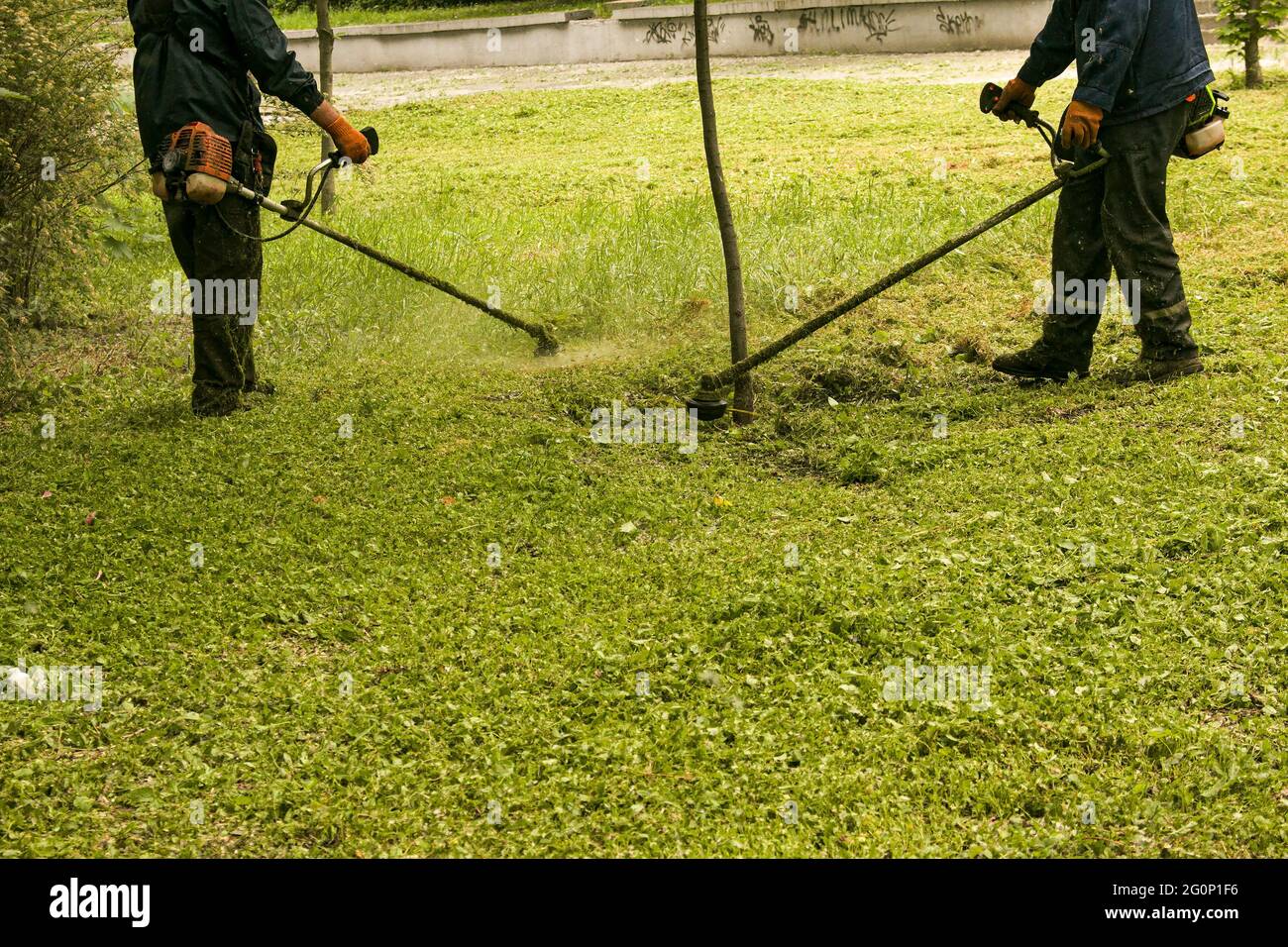 Travail d'été dans le parc. Le jardinier coupe l'herbe. Un homme utilise un coupe-herbe sans couvercle de protection. Banque D'Images