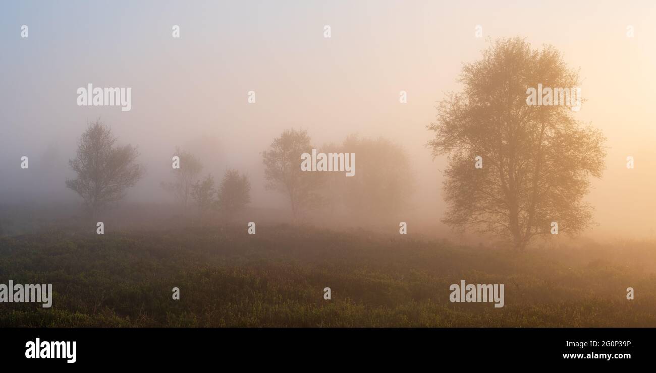 Le soleil commence à réchauffer le brouillard persistant sur Brimham Moor pendant une belle matinée de fin de printemps avec un délicat bouleaux silhouettés dans la brume. Banque D'Images