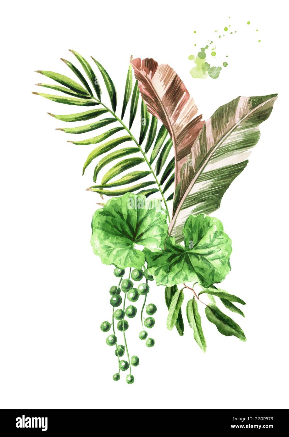 Feuilles de plantes exotiques tropicales ou de la jungle. Illustration aquarelle dessinée à la main, isolée sur fond blanc Banque D'Images