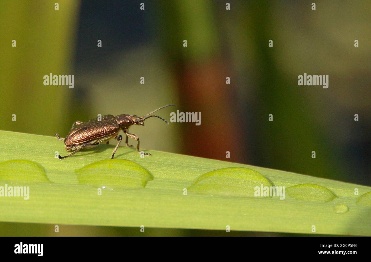 Un roseau beetle (Donacia marginata) Banque D'Images