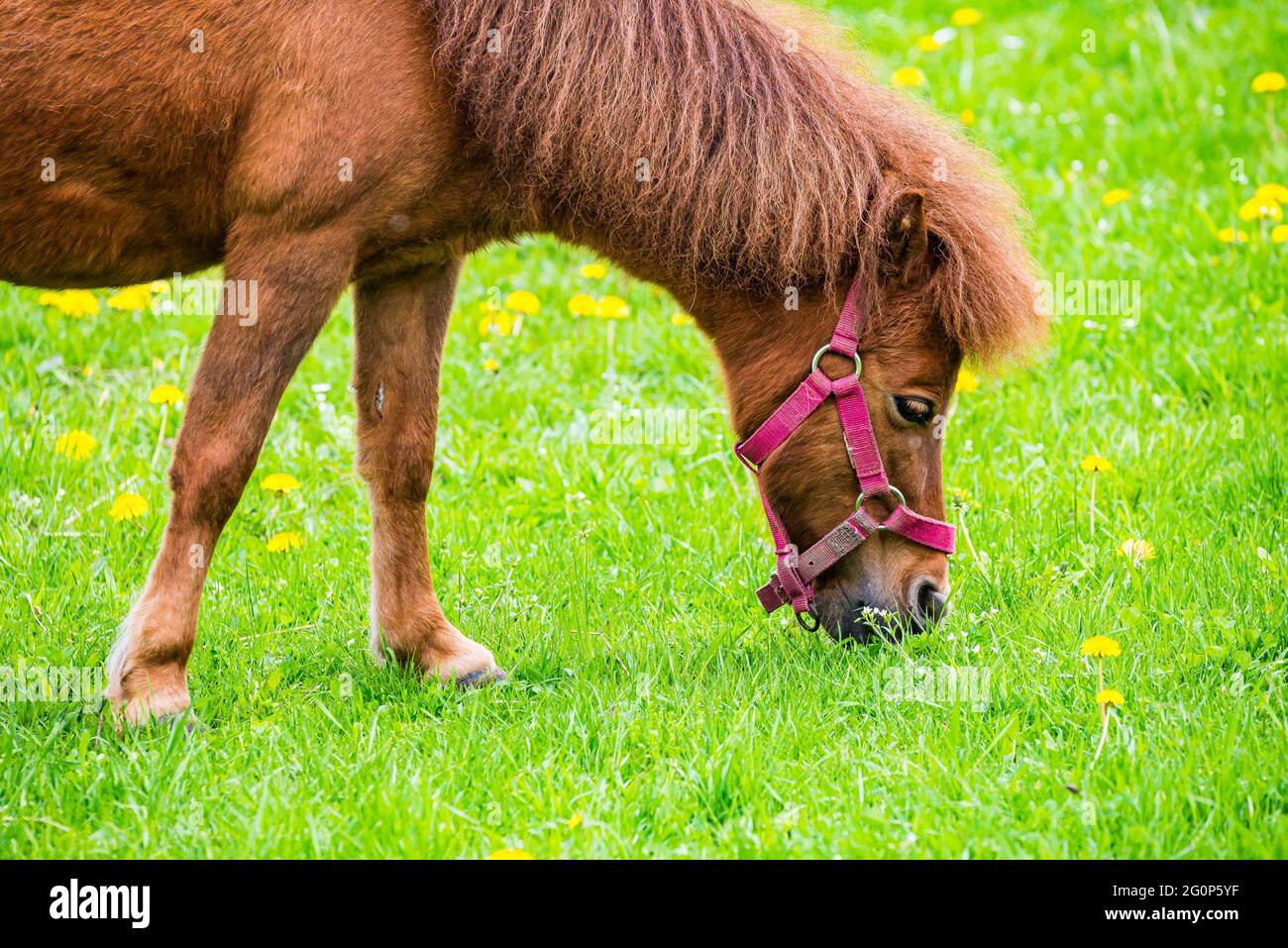 Cheval brun - Equus ferus cabalus - sur l'herbe verte fraîche au printemps Banque D'Images