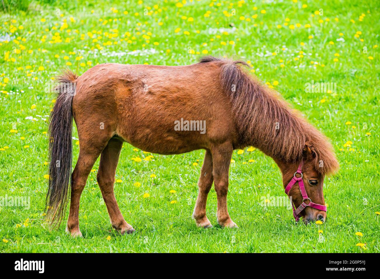 Cheval brun - Equus ferus cabalus - sur l'herbe verte fraîche au printemps Banque D'Images