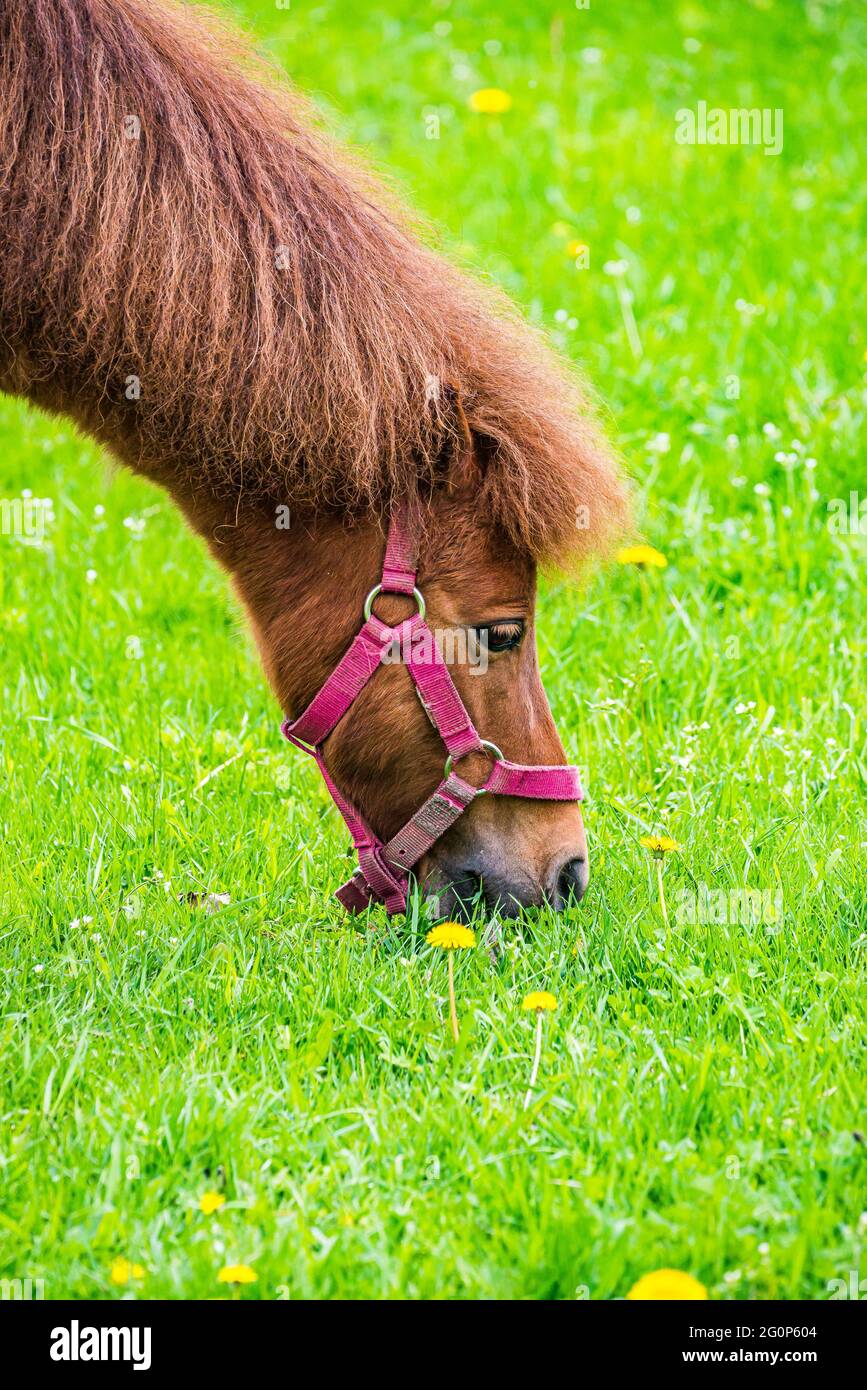 Cheval brun - Equus ferus cabalus - sur l'herbe verte fraîche au printemps Banque D'Images