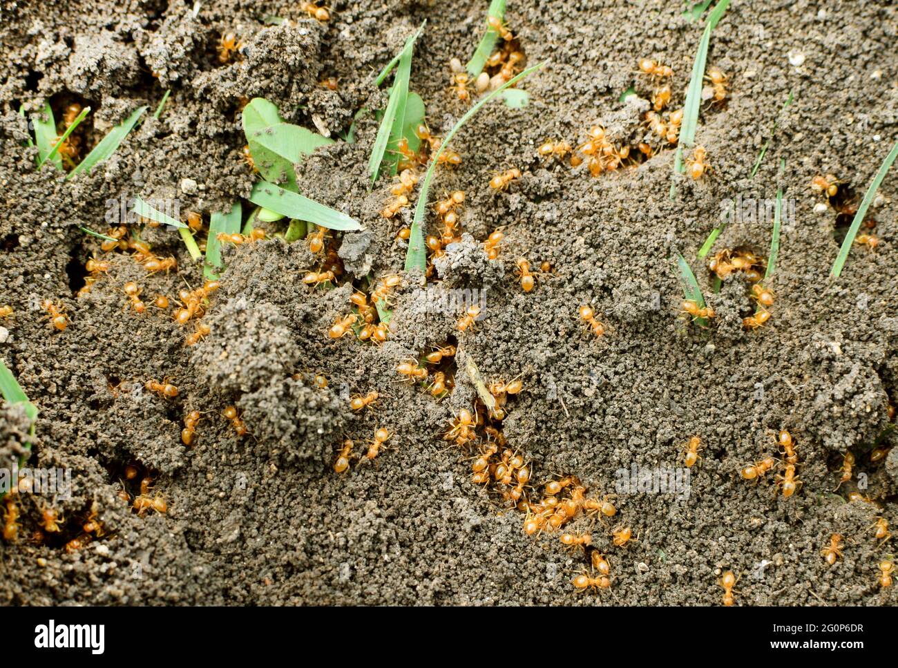 Gros plan d'une agrégation de fourmis jaunes (Lasius flavus) sur le sol Banque D'Images