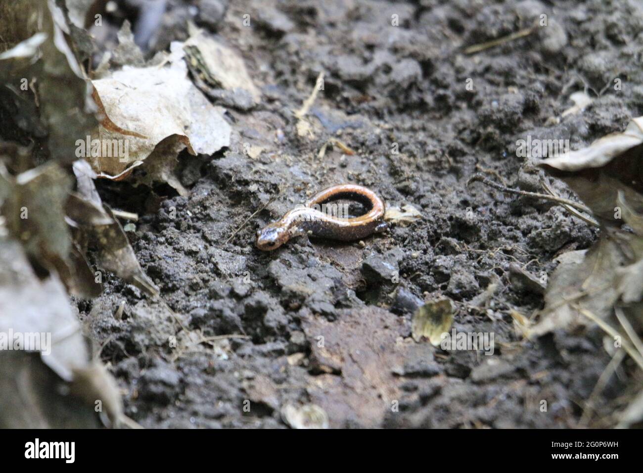 Gros plan d'un serpent sur la terre de terre Banque D'Images