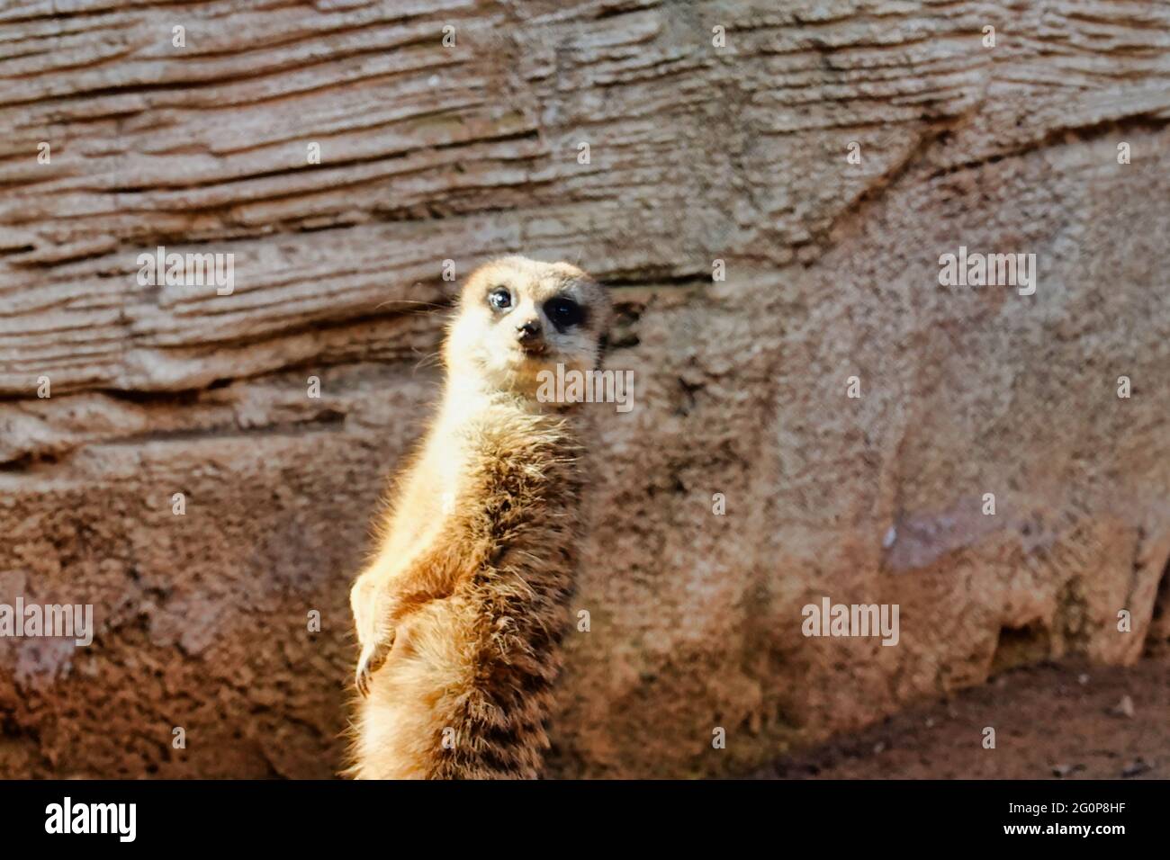 Gros plan d'un meerkat sur un fond de mur de pierre flou Banque D'Images