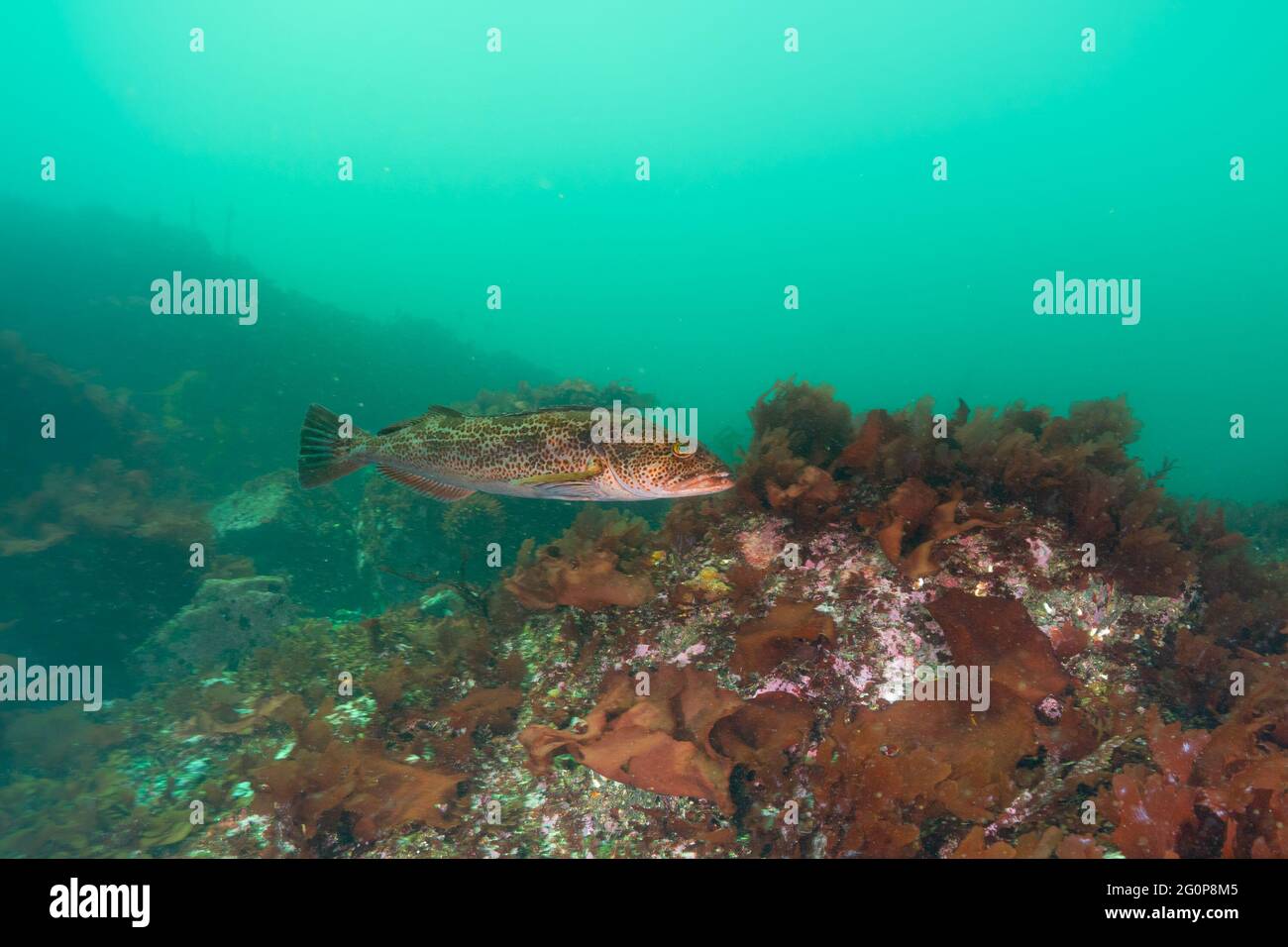 La morue-lingue nageant dans un récif peu profond de la baie Nootka, en Colombie-Britannique. Banque D'Images
