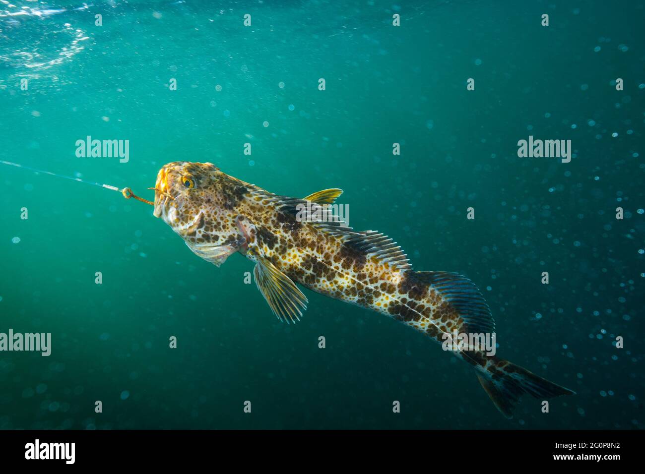 Une morue lingue pêchée sur une longue ligne de pêche. Banque D'Images
