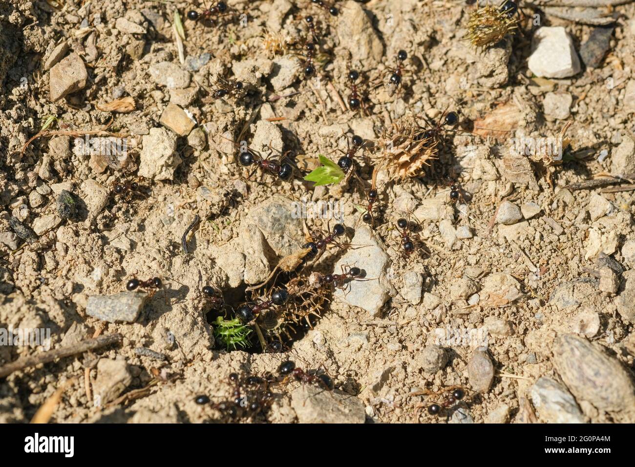 Vue macro de la colline des fourmis noires travaillant sur le nid de terre, animal insecte faune Banque D'Images