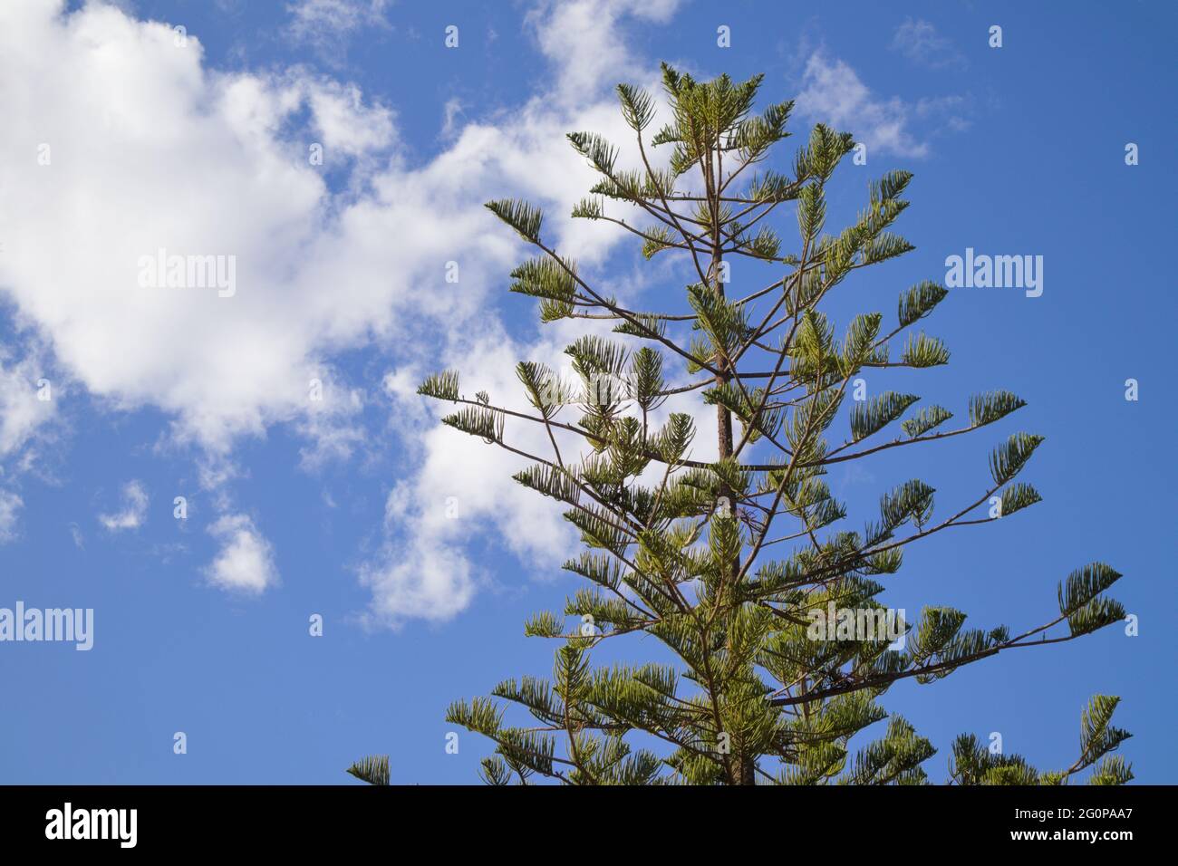 Image d'un grand arbre de la famille des conifères, une Araucaria excelsa avec le ciel bleu avec des nuages en arrière-plan Banque D'Images